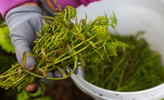 Thứ mọc hoang dại trở thành đặc sản nổi tiếng, chế biến được nhiều món ăn ngon - 1