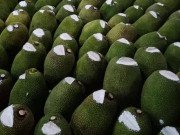 Tiêu dùng - Hàng nghìn quả mít bị cắt đầu, bôi chất trắng trước khi mang bán, mục đích là gì?