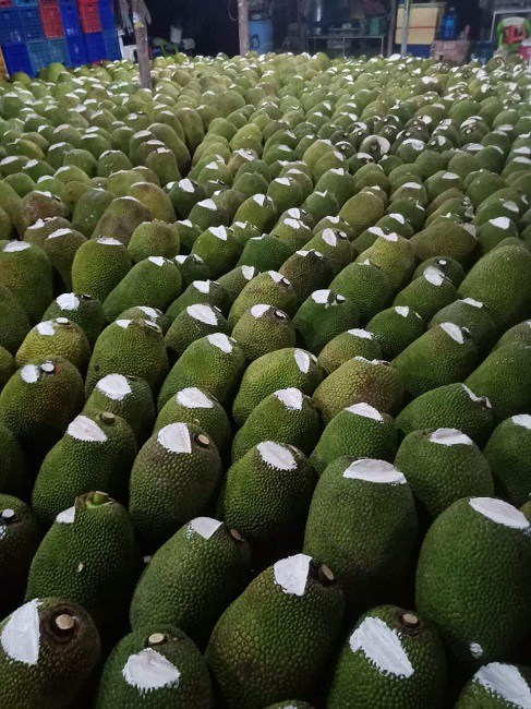 Những nhà vườn trồng mít với số lượng lớn, mỗi lần xuất đi cả nghìn quả mít và cũng phải vạt đầu.