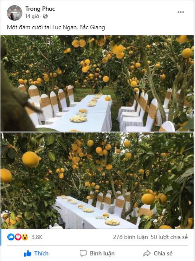 Đám cưới ở vườn bưởi lúc lỉu tại Bắc Giang “gây sốt” MXH: Sự thật không ai ngờ - 1