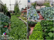 Nhà đẹp - Ông bố HN đi xin đất không tốn một đồng, làm vườn 35m² xanh ngồn ngộn chưa tới chục triệu