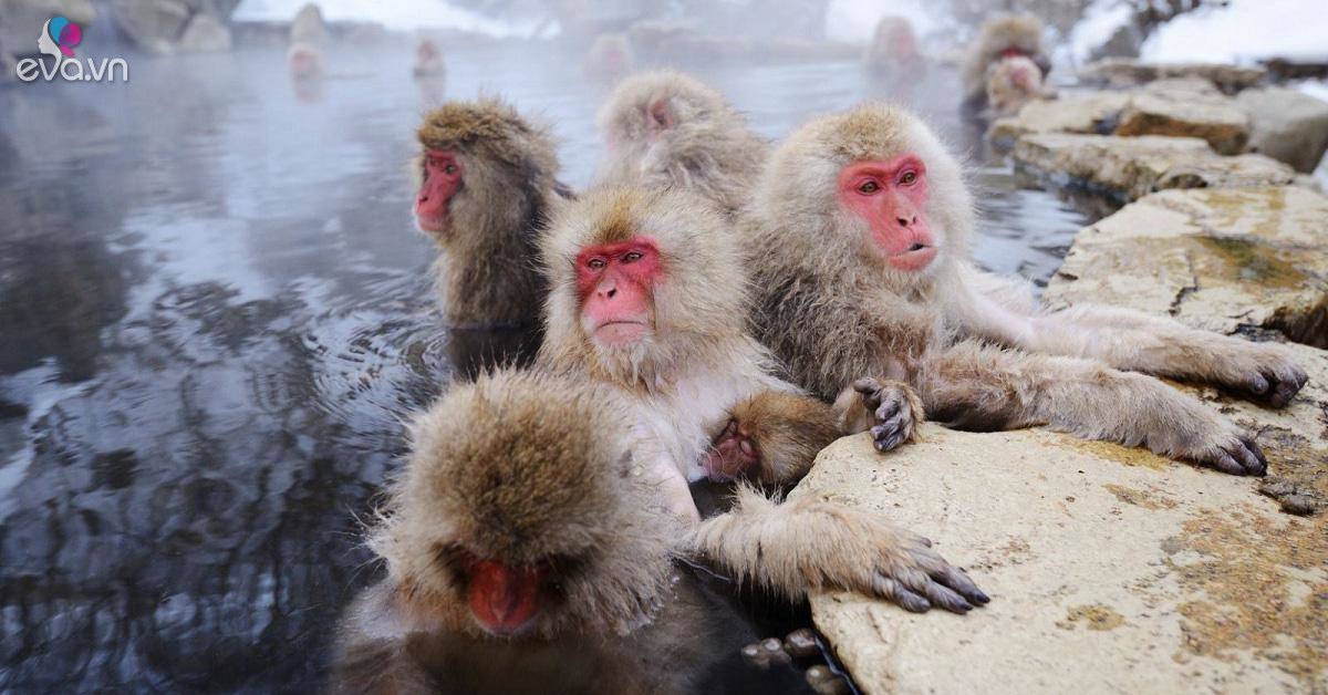 Thiên đường spa tự nhiên dành riêng cho loài khỉ tuyết ở Nhật Bản