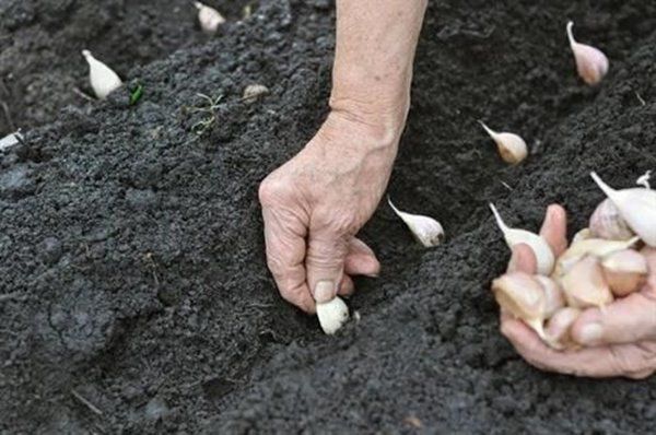 Cách trồng tỏi dễ như ăn kẹo, lấy 1 tép vùi vào đất mấy tuần sau ăn không hết - 3