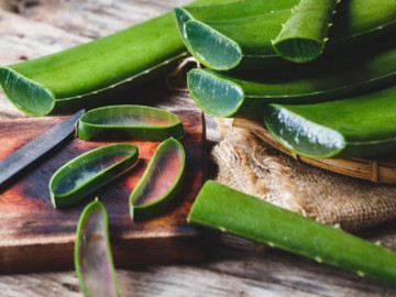 7 tác dụng của nha đam, ai không biết để sử dụng thì thật lãng phí