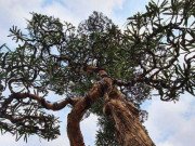 Nhà đẹp - Ngắm cây tùng thế cực “khủng” khiến dân chơi cây cảnh mê mệt