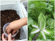 Nhà đẹp - Cách trồng loại rau đặc trưng của Hàn Quốc lớn như thổi, chồng con thích thú