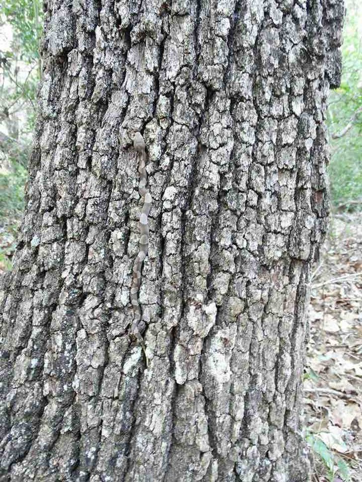 Những bức ảnh có tài ảo thuật, khiến bạn không tin vào chính mắt mình - 12