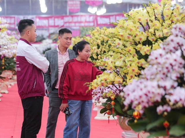 Choáng với doanh thu của chủ cơ sở lan Hồ Điệp trong tháng kinh doanh cận Tết 2021