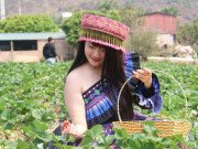 Xem ăn chơi - Vườn dâu tây chín đỏ trên cao nguyên Mộc Châu, trai thanh gái lịch rủ nhau xuống hái