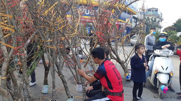 Lần đầu tiên đào rừng gắn tem xuất hiện ở Hà Nội, giá từ 300.000 đồng hút khách chơi Tết - 3