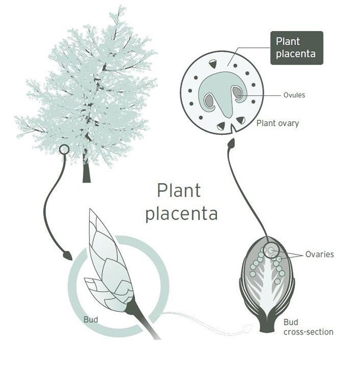 Trẻ hóa làn da với chiết xuất từ tế bào gốc noãn thực vật: Khái niệm mới mà không mới! - 2