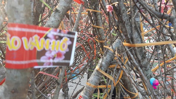 Lần đầu tiên đào rừng gắn tem xuất hiện ở Hà Nội, giá từ 300.000 đồng hút khách chơi Tết - 2