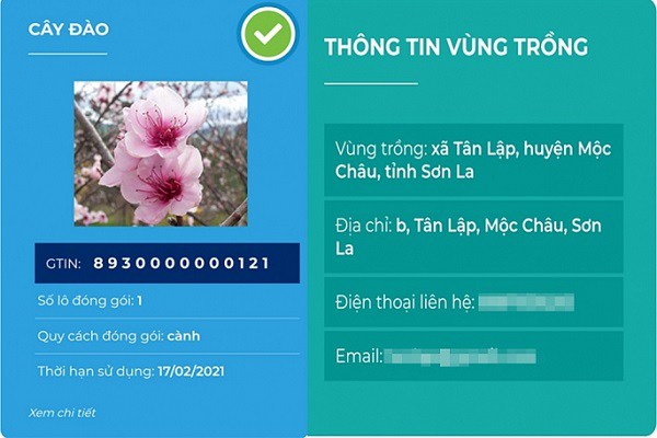 Lần đầu tiên đào rừng gắn tem xuất hiện ở Hà Nội, giá từ 300.000 đồng hút khách chơi Tết - 8