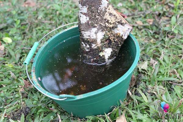 Lần đầu tiên đào rừng gắn tem xuất hiện ở Hà Nội, giá từ 300.000 đồng hút khách chơi Tết - 12