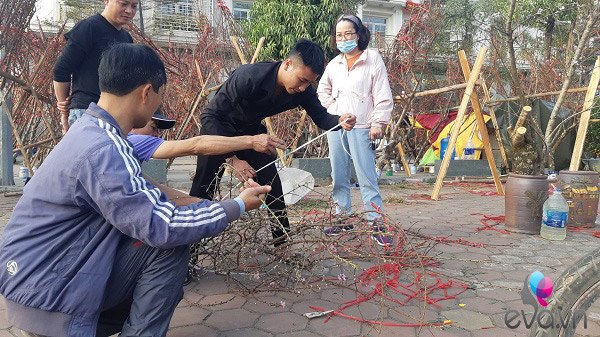 Lần đầu tiên đào rừng gắn tem xuất hiện ở Hà Nội, giá từ 300.000 đồng hút khách chơi Tết - 14