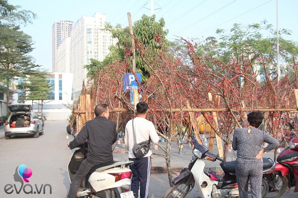 Lần đầu tiên đào rừng gắn tem xuất hiện ở Hà Nội, giá từ 300.000 đồng hút khách chơi Tết - 15