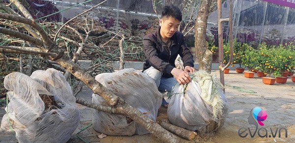 Lần đầu tiên đào rừng gắn tem xuất hiện ở Hà Nội, giá từ 300.000 đồng hút khách chơi Tết - 5