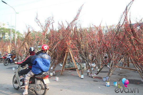 Lần đầu tiên đào rừng gắn tem xuất hiện ở Hà Nội, giá từ 300.000 đồng hút khách chơi Tết - 6