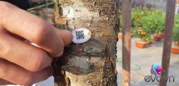 Lần đầu tiên đào rừng gắn tem xuất hiện ở Hà Nội, giá từ 300.000 đồng hút khách chơi Tết - 7