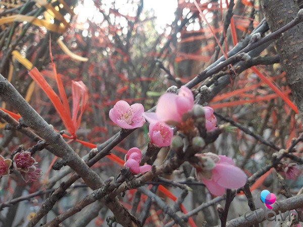 Lần đầu tiên đào rừng gắn tem xuất hiện ở Hà Nội, giá từ 300.000 đồng hút khách chơi Tết - 9