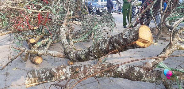 Lần đầu tiên đào rừng gắn tem xuất hiện ở Hà Nội, giá từ 300.000 đồng hút khách chơi Tết - 11