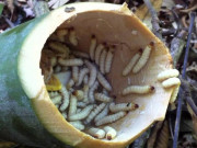 Xem ăn chơi - Loại đặc sản nhung nhúc nhìn thì ghê nhưng thực ra là món ngon Tây Bắc, người mua ầm ầm