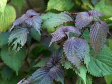 Tác dụng của lá tía tô