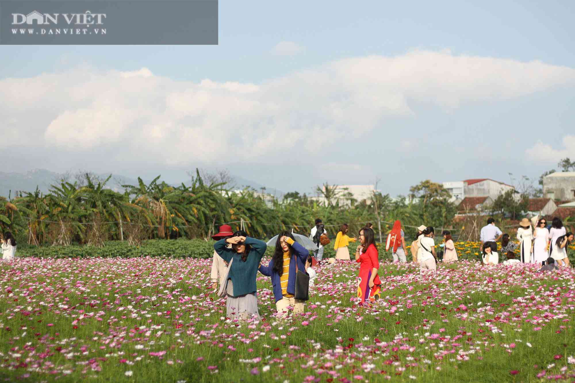 Bình Định: Hội anh em tháp tùng hội chị em đang kéo nhau rần rần tới vườn hoa nào trong tỉnh để check in? - 3