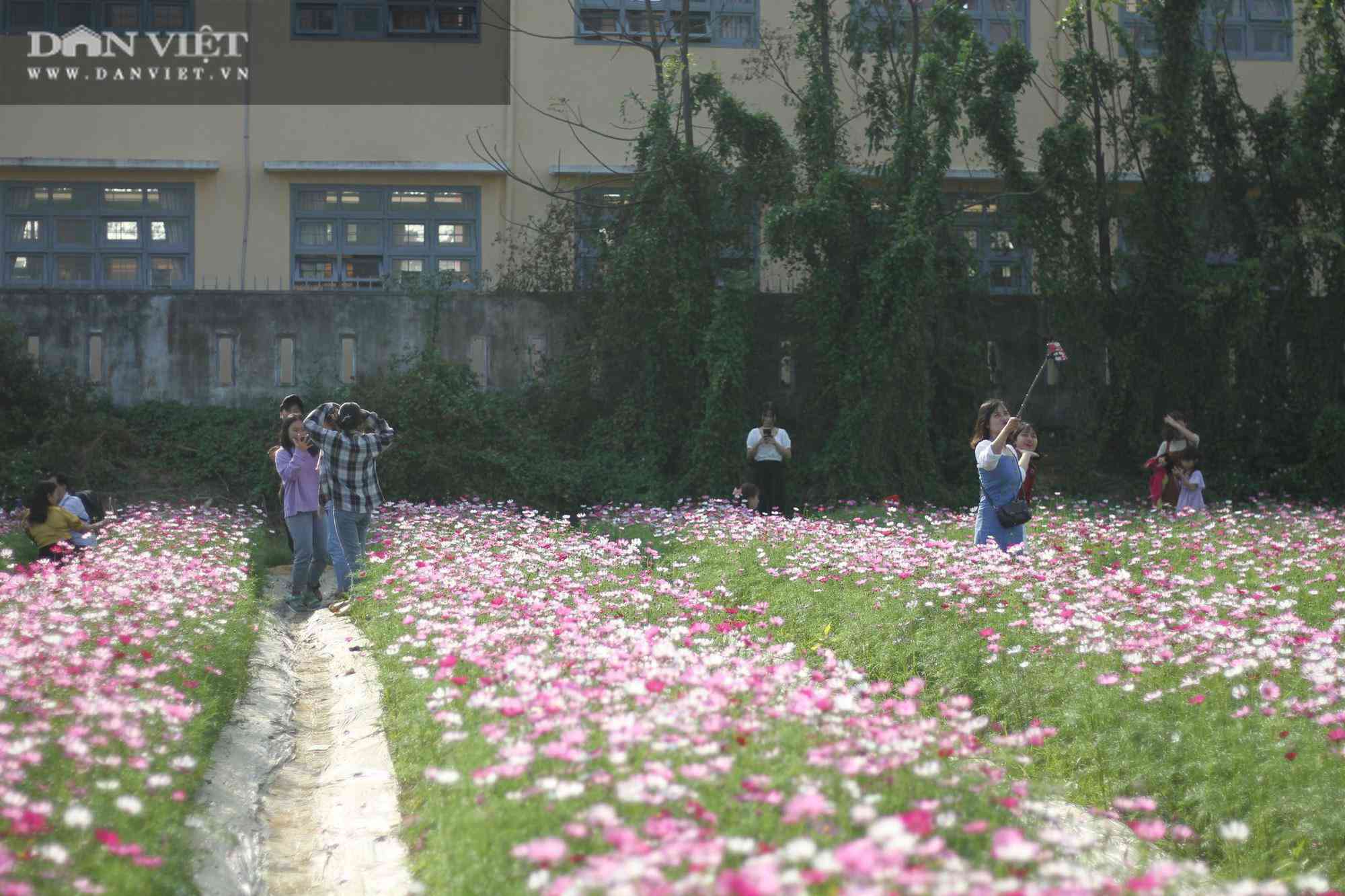 Bình Định: Hội anh em tháp tùng hội chị em đang kéo nhau rần rần tới vườn hoa nào trong tỉnh để check in? - 9
