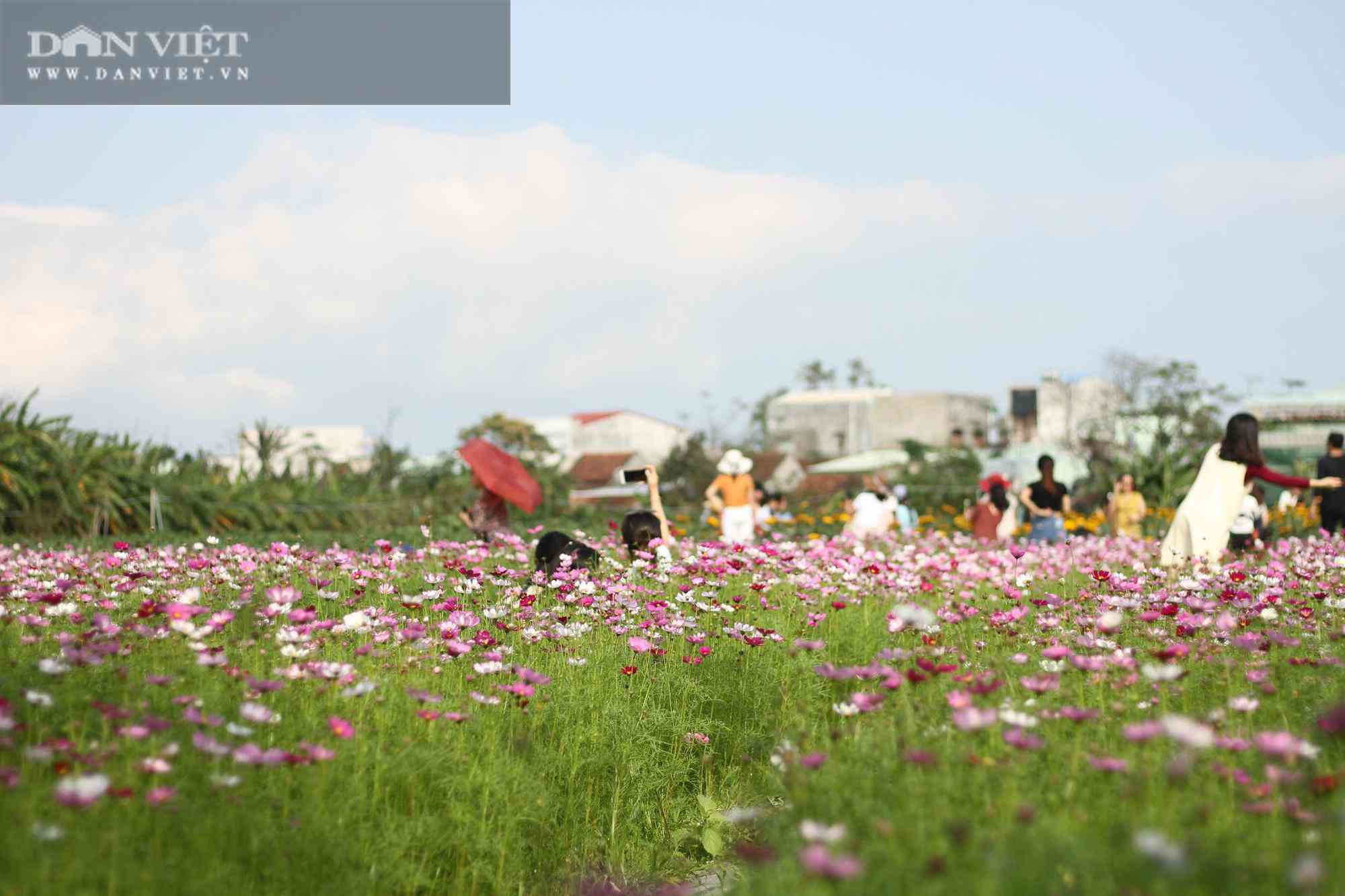 Bình Định: Hội anh em tháp tùng hội chị em đang kéo nhau rần rần tới vườn hoa nào trong tỉnh để check in? - 11
