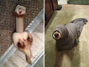 Eva tám - Cười bò với những pha nghịch dại "đi vào lòng đất" của các thú cưng