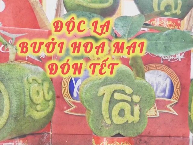 Bến Tre: Ngạc nhiên bưởi hoa mai đón tết Nguyên Đán 2021