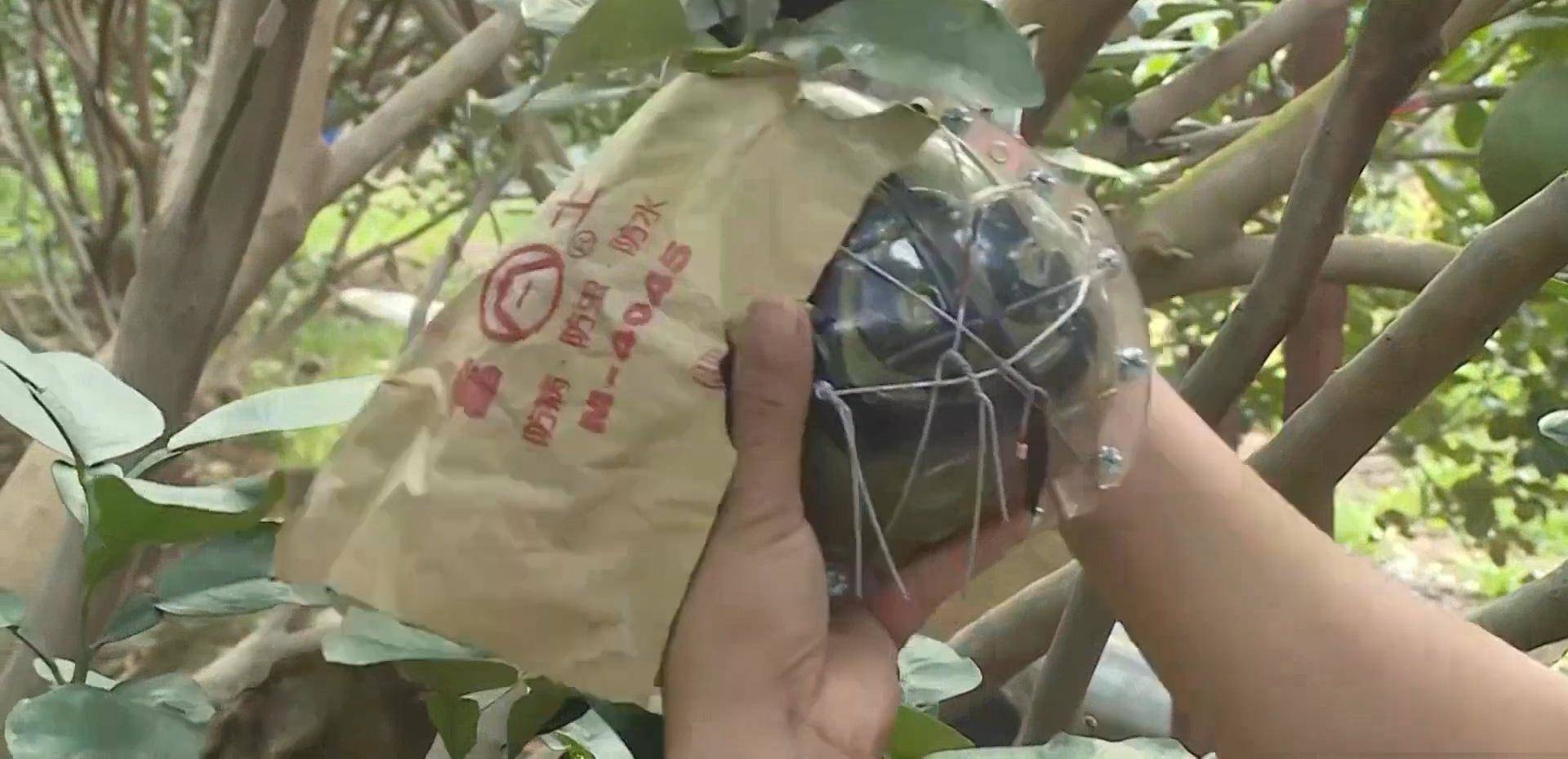 Bến Tre: Ngạc nhiên amp;#34;bưởi hoa maiamp;#34; đón tết Nguyên Đán 2021 - 1