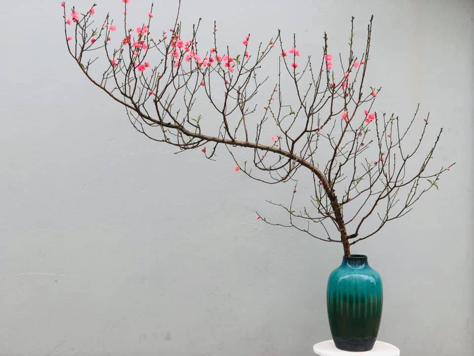 Đào dáng huyền tăng giá từng ngày lên 4-5 triệu đồng/cành, chặt cả nghìn cành vẫn amp;#34;cung không đủ cầuamp;#34; - 4