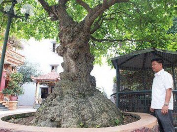  Mãn nhãn cây lộc vừng tích tụ phát lộc thu hút nhiều người yêu cây cảnh đến xem 