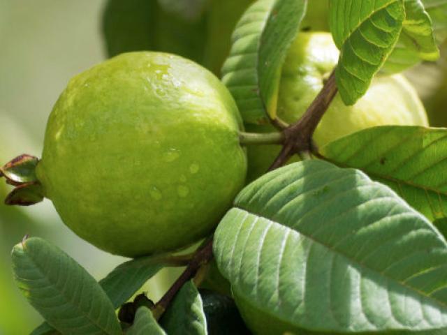 Tác dụng của lá ổi với sức khỏe và làm đẹp