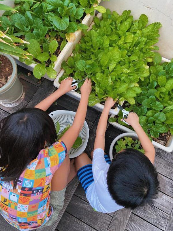Tăng Thanh Hà trồng rau xanh trong biệt thự, 2 nhóc tỳ hào hứng phụ mẹ thu hoạch - 3