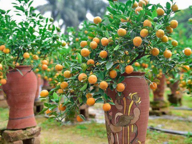 Mua quất về chơi Tết để hợp phong thủy cần chọn theo 5 tiêu chí sau