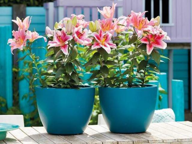 Mùa xuân nên chọn 5 loại hoa trên ban công, tươi lâu, đơn giản, trang nhã và đẹp