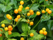Xem ăn chơi - Loại ớt bé bằng đầu ngón tay, tròn xoe nhưng cay “thủng lưỡi”, nghe giá ai cũng choáng