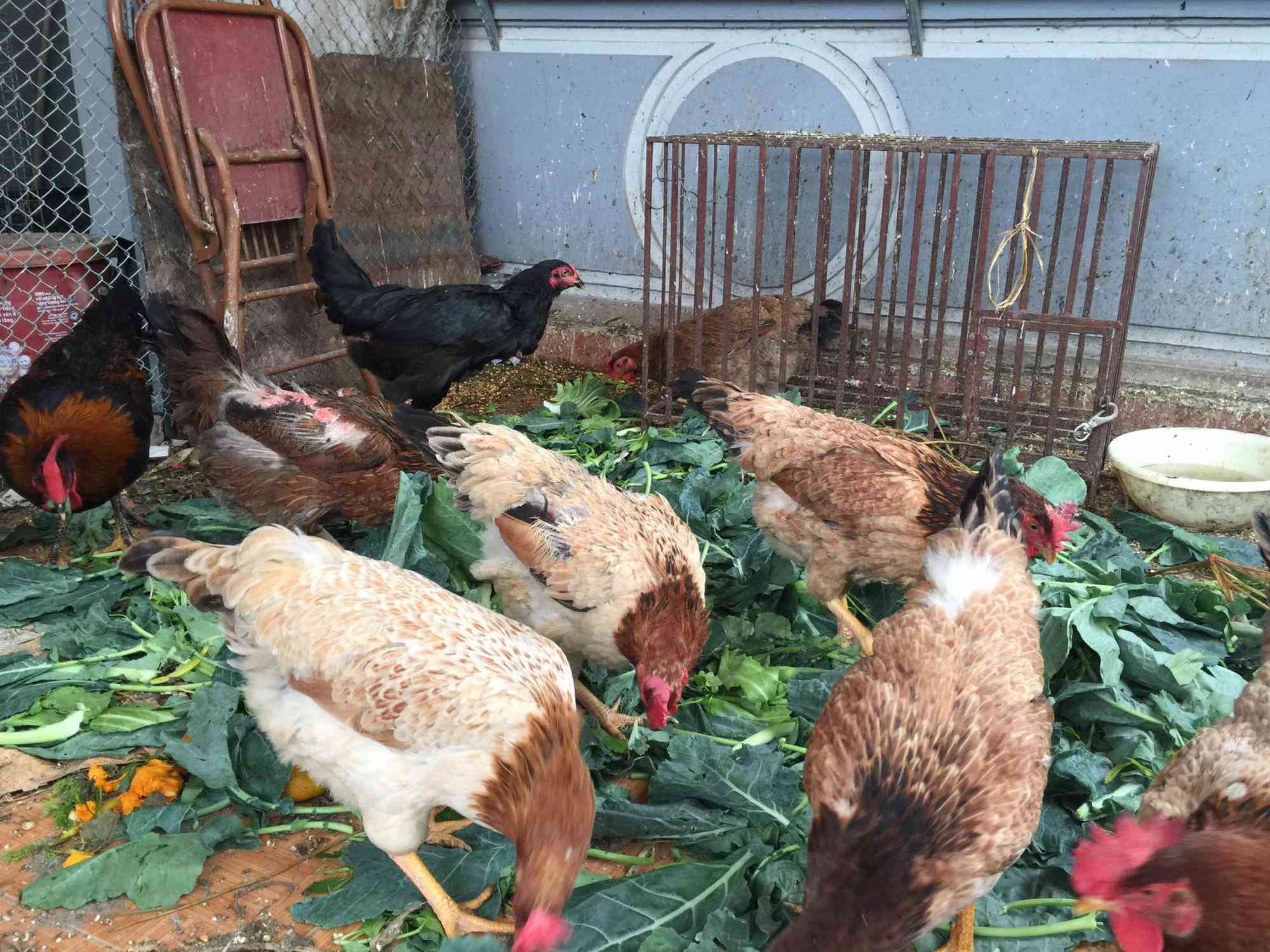 Tết ấm của mẹ đảm Hà Nội trồng rau sạch, nuôi gà ngon trên sân thượng bé hin hin - 11