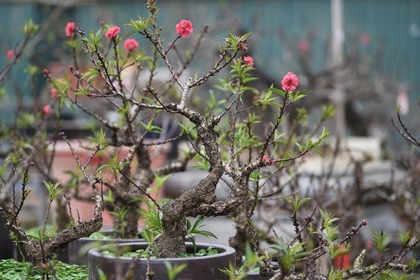 Hoa Đào ngày Tết: Sự tích, ý nghĩa và cách chăm sóc cho hoa nở đẹp - 3