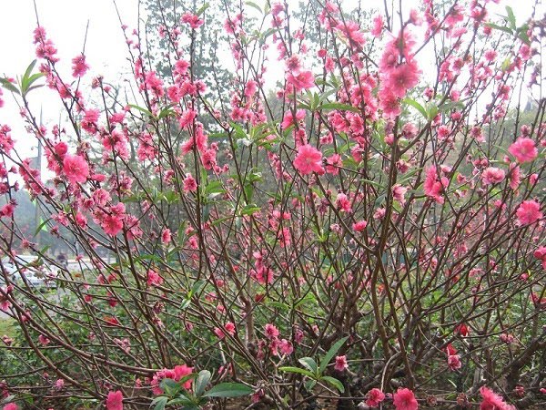 Hoa Đào ngày Tết: Sự tích, ý nghĩa và cách chăm sóc cho hoa nở đẹp - 4