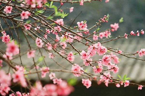 Hoa Đào ngày Tết: Sự tích, ý nghĩa và cách chăm sóc cho hoa nở đẹp - 1