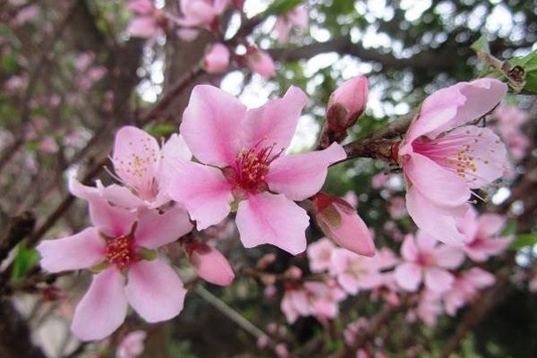Hoa Đào ngày Tết: Sự tích, ý nghĩa và cách chăm sóc cho hoa nở đẹp - 2