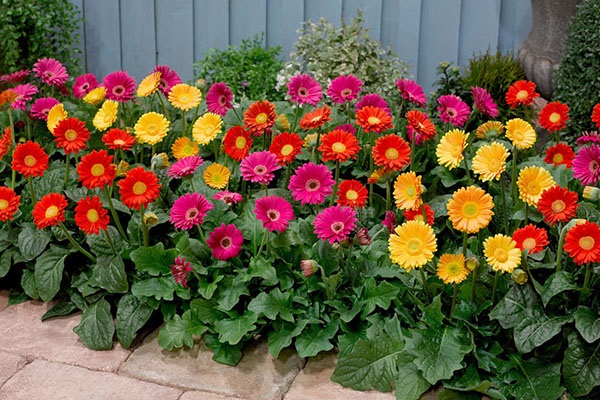 Hoa Cúc - Đặc điểm, ý nghĩa, công dụng và cách trồng giúp hoa nở đẹp - 5