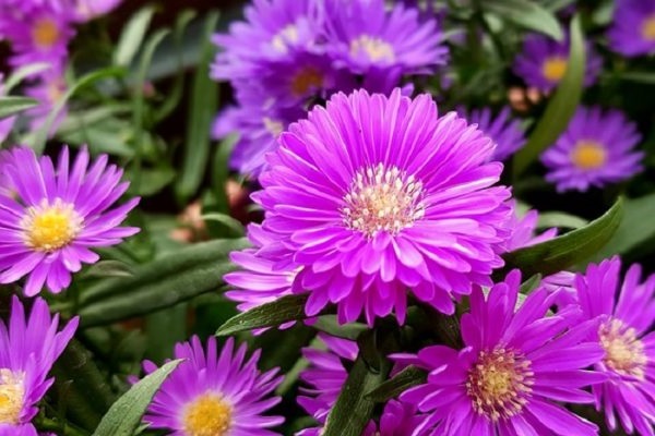 Hoa Cúc - Đặc điểm, ý nghĩa, công dụng và cách trồng giúp hoa nở đẹp - 7