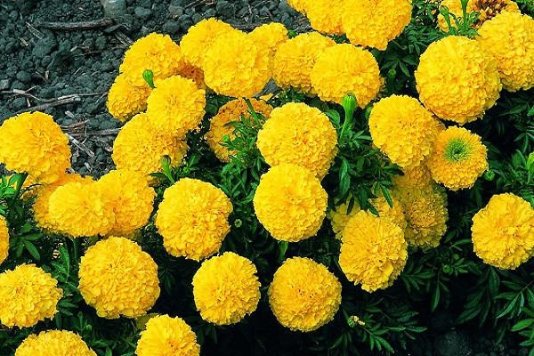Hoa Cúc - Đặc điểm, ý nghĩa, công dụng và cách trồng giúp hoa nở đẹp - 6