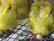 Xem ăn chơi - Đặc sản cá trông dữ dằn, nhìn vừa sợ vừa thấy ghê nhưng ăn rồi đảm bảo mê tít