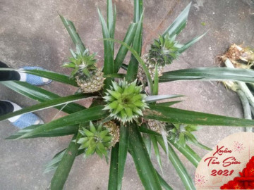                               Đem cây rẻ tiền trồng lên chậu, bán giá gấp chục lần lại cháy hàng 